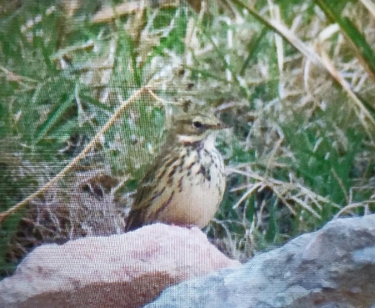 Meadow Pipit - ML645383434