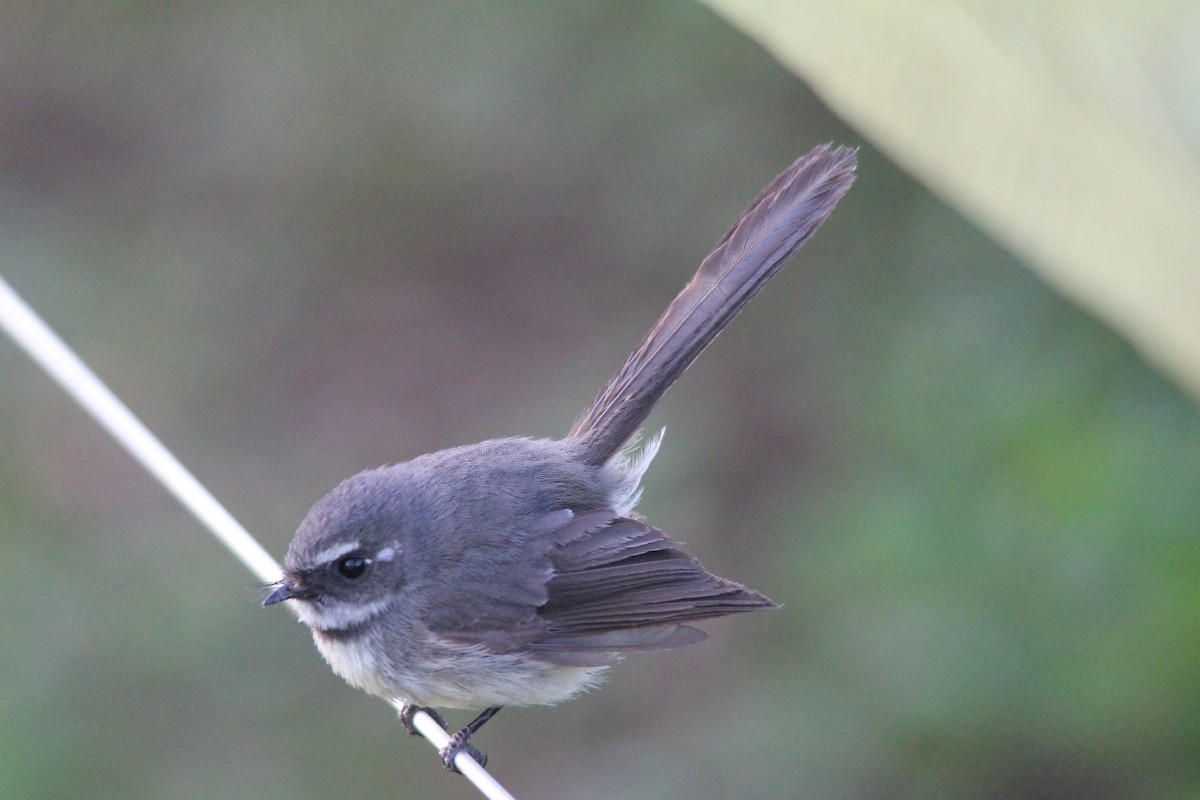 Gray Fantail - ML645383440