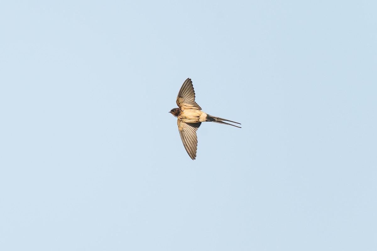 European Red-rumped Swallow - ML645383441