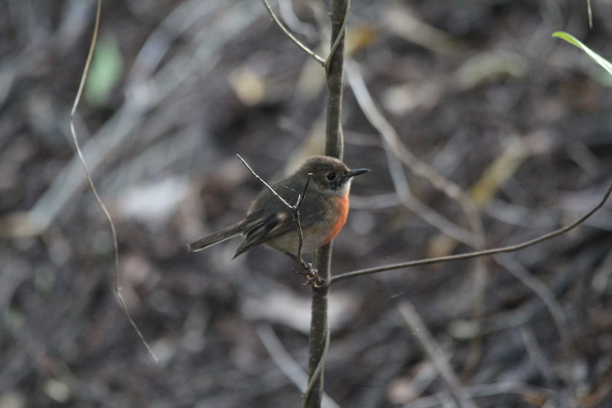 Norfolk Robin - ML645383459