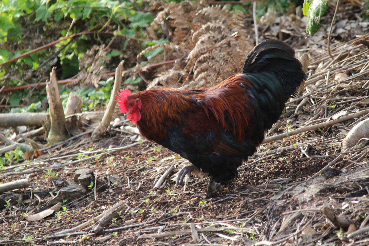Red Junglefowl (Domestic type) - ML645383470