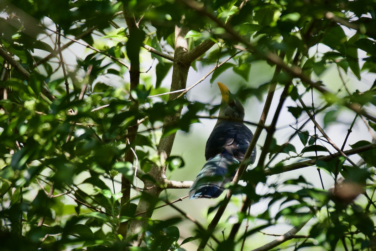 Green Malkoha - ML645383489