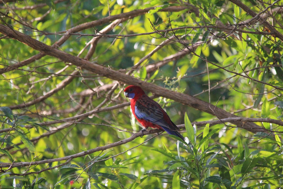 Crimson Rosella - ML645383497