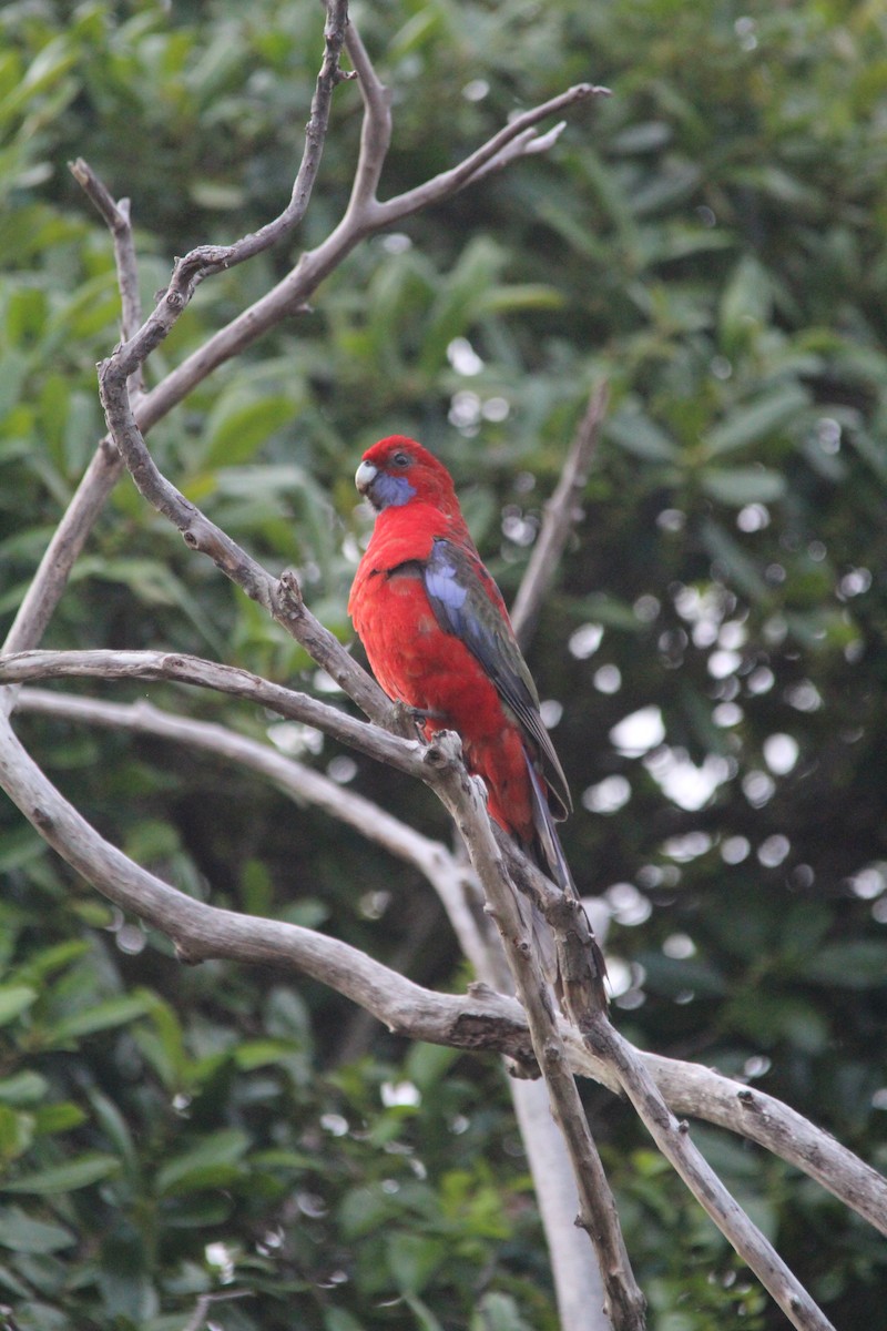 Crimson Rosella - ML645383498