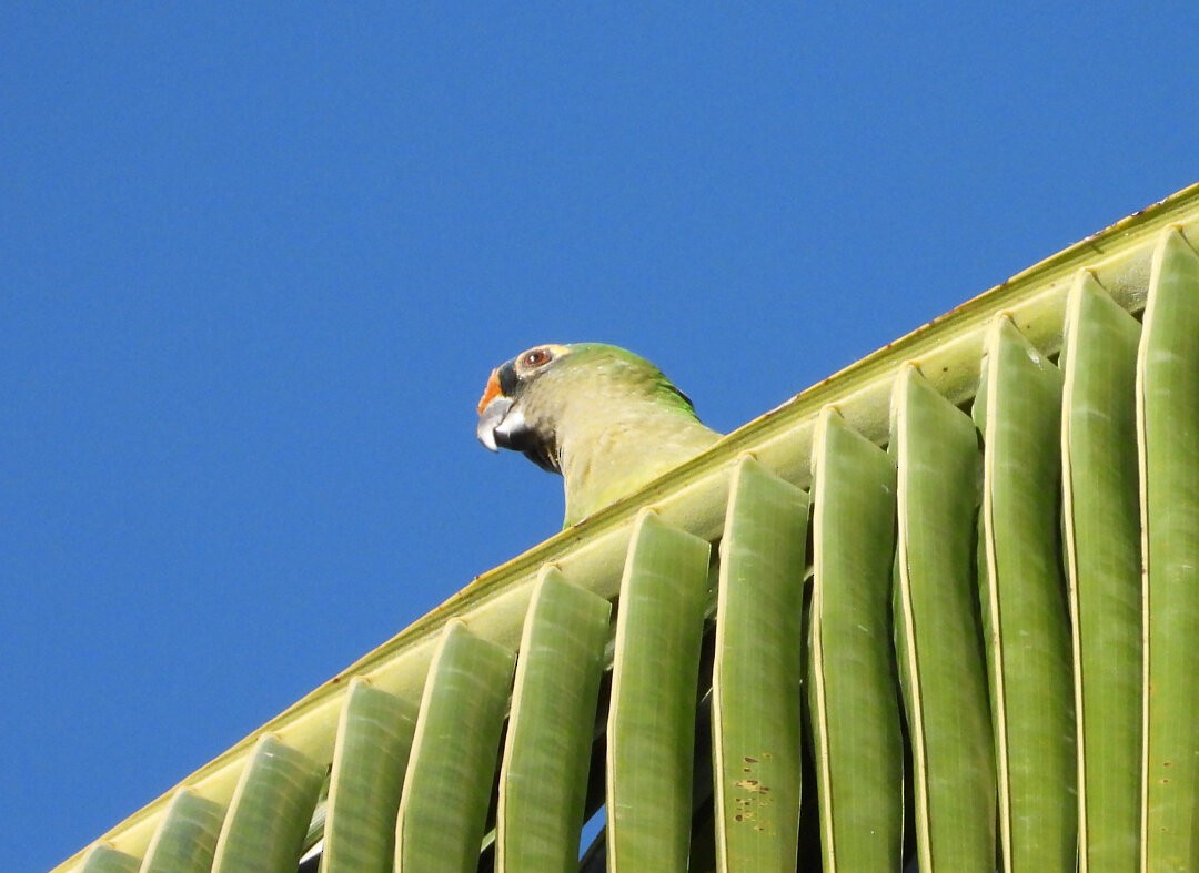 Peach-fronted Parakeet - ML645383501
