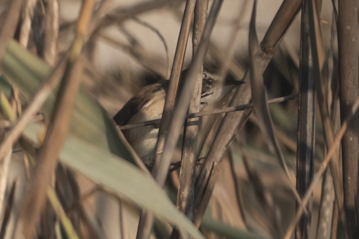 Mariskenrohrsänger - ML645383508