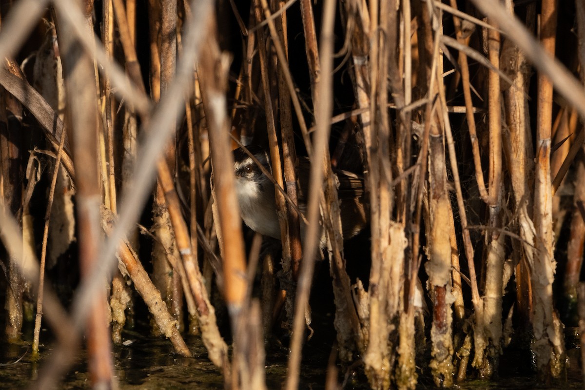 Mariskenrohrsänger - ML645383509