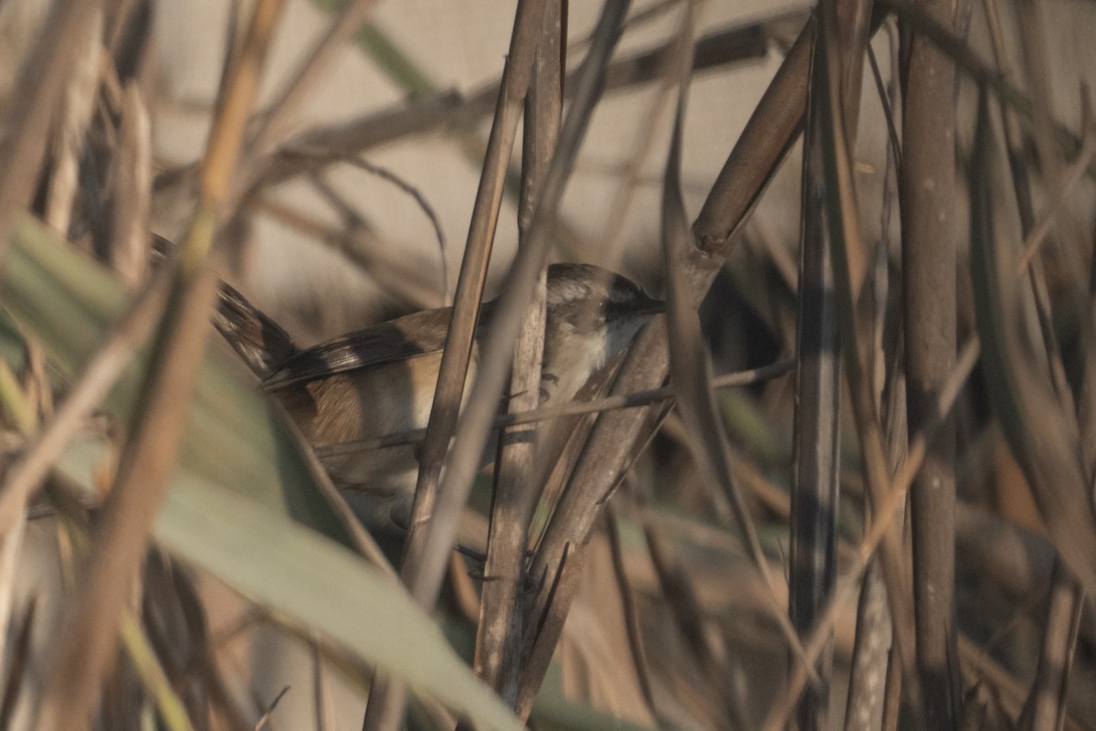 Mariskenrohrsänger - ML645383517