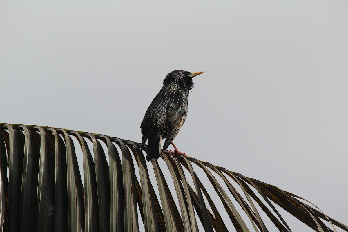 European Starling - ML645383527