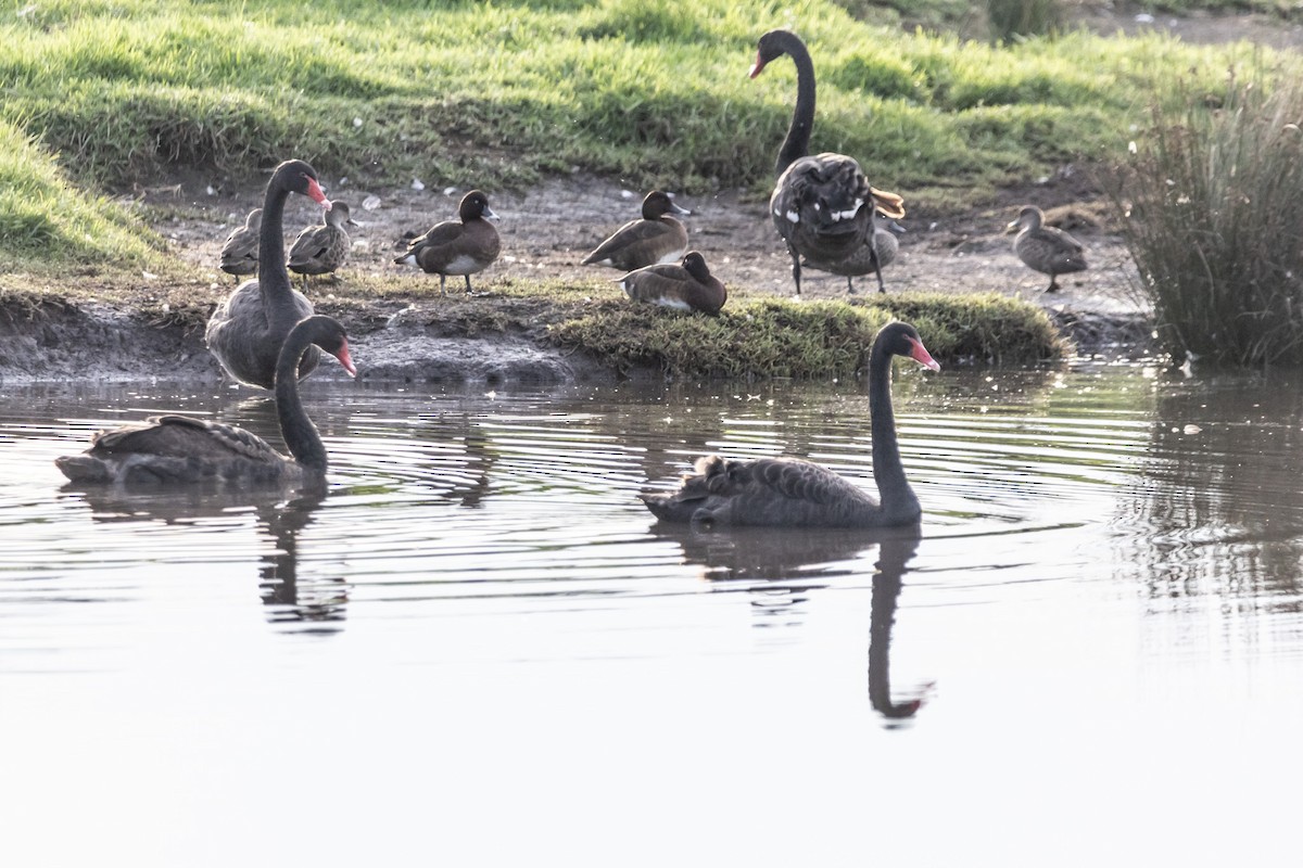 Hardhead - ML645383533