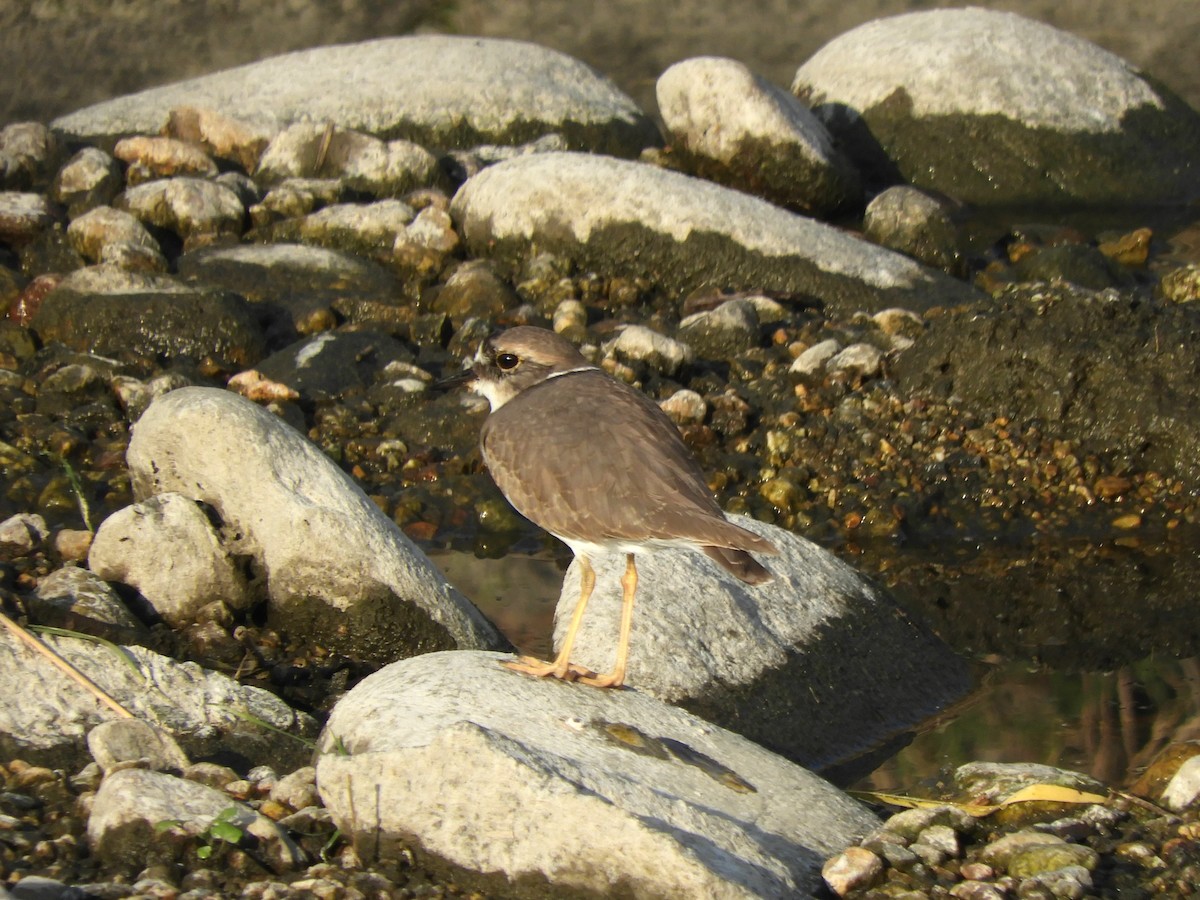 langnebblo - ML645383547