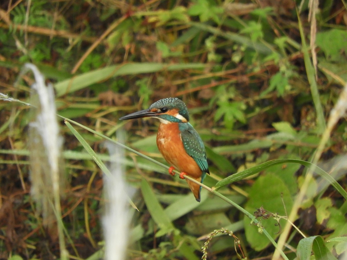 isfugl - ML645383550