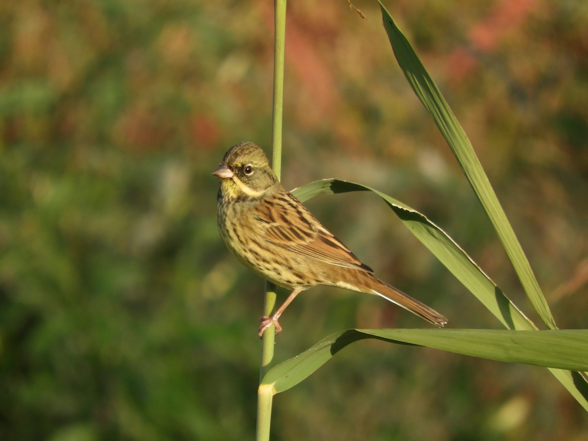 svartmaskespurv - ML645383552