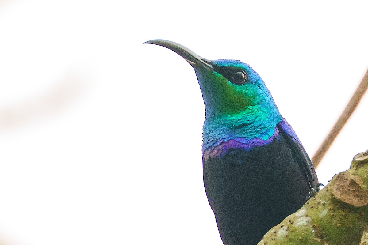 Malagasy Sunbird - ML645383559