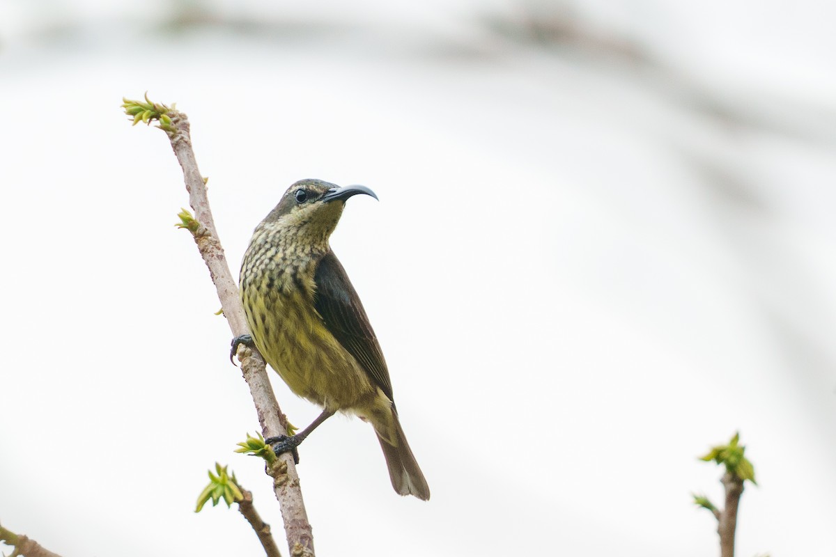 Malagasy Sunbird - ML645383560