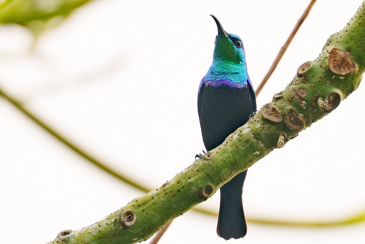 Malagasy Sunbird - ML645383561