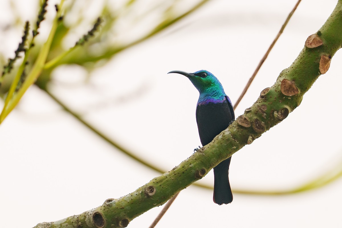 Malagasy Sunbird - ML645383562