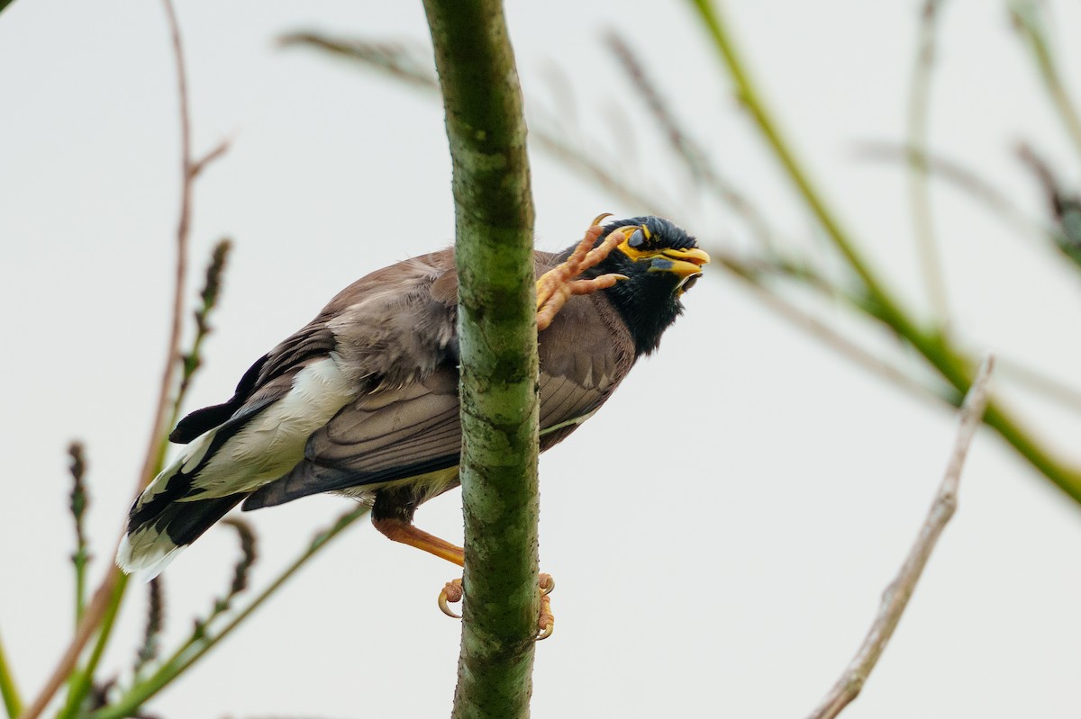 Maina comune - ML645383570