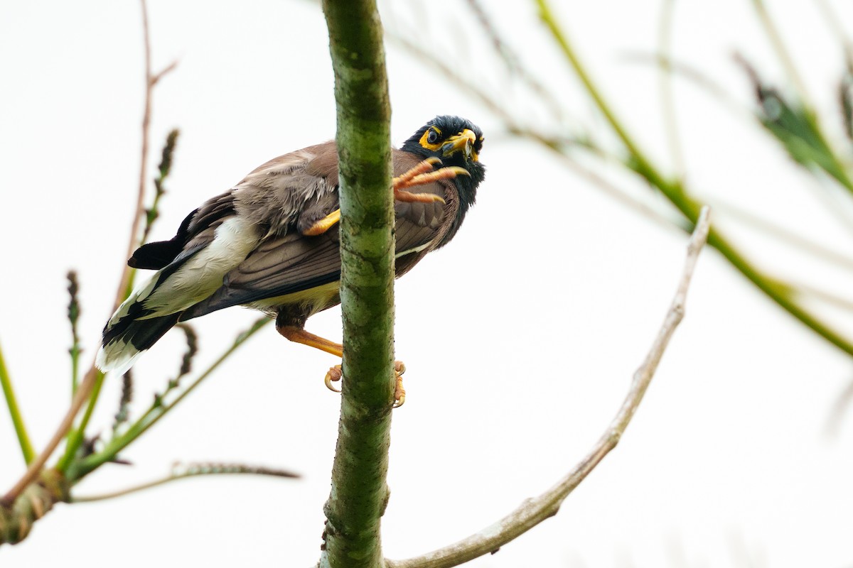 Maina comune - ML645383571