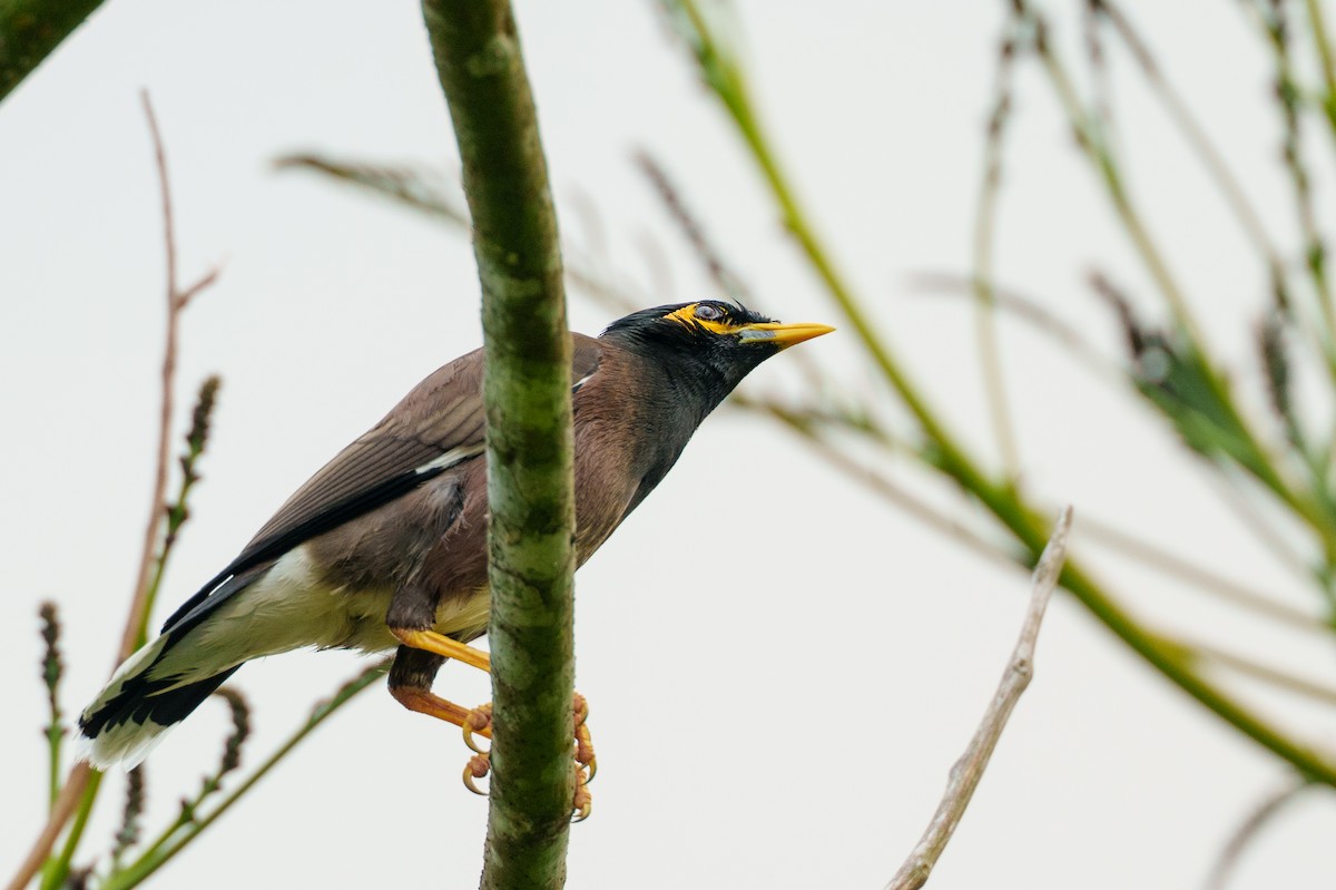 Maina comune - ML645383572