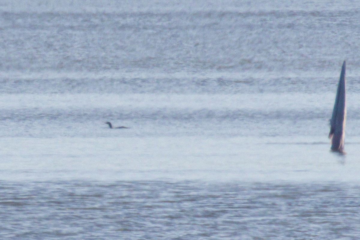 Plongeon catmarin - ML645383591