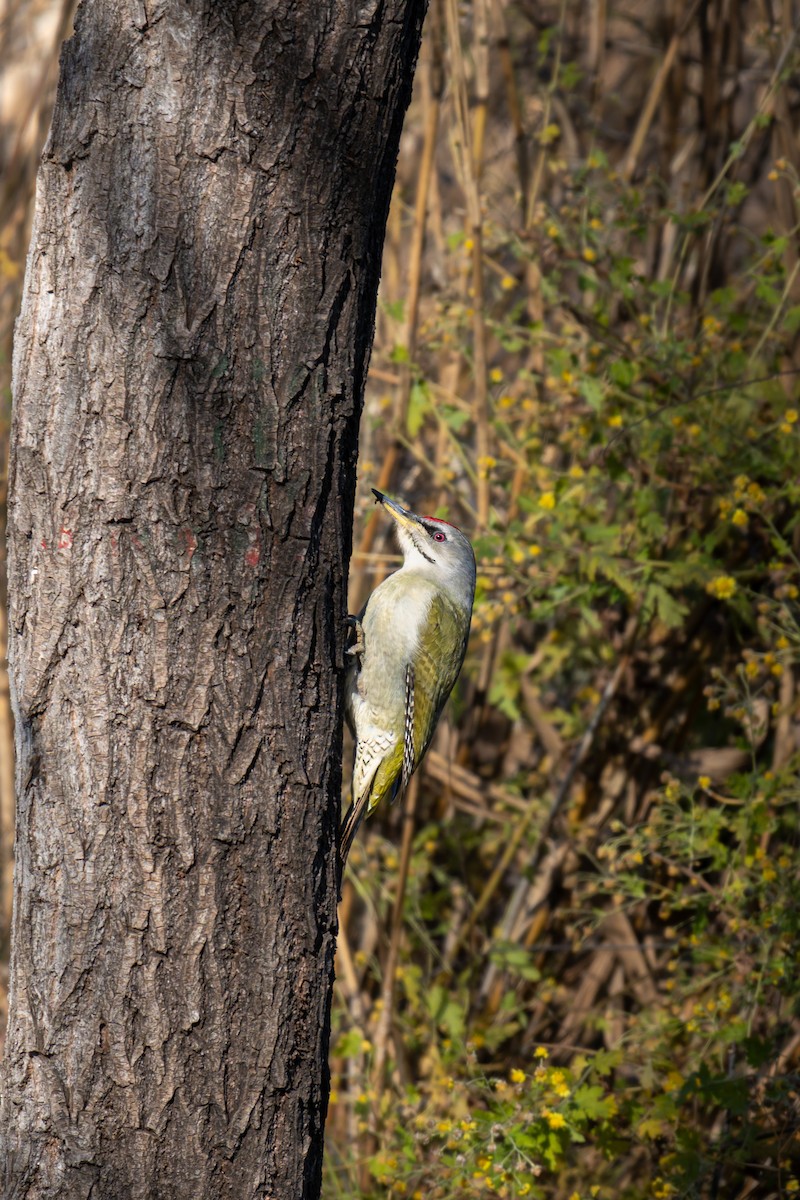 Жовна сива - ML645383592