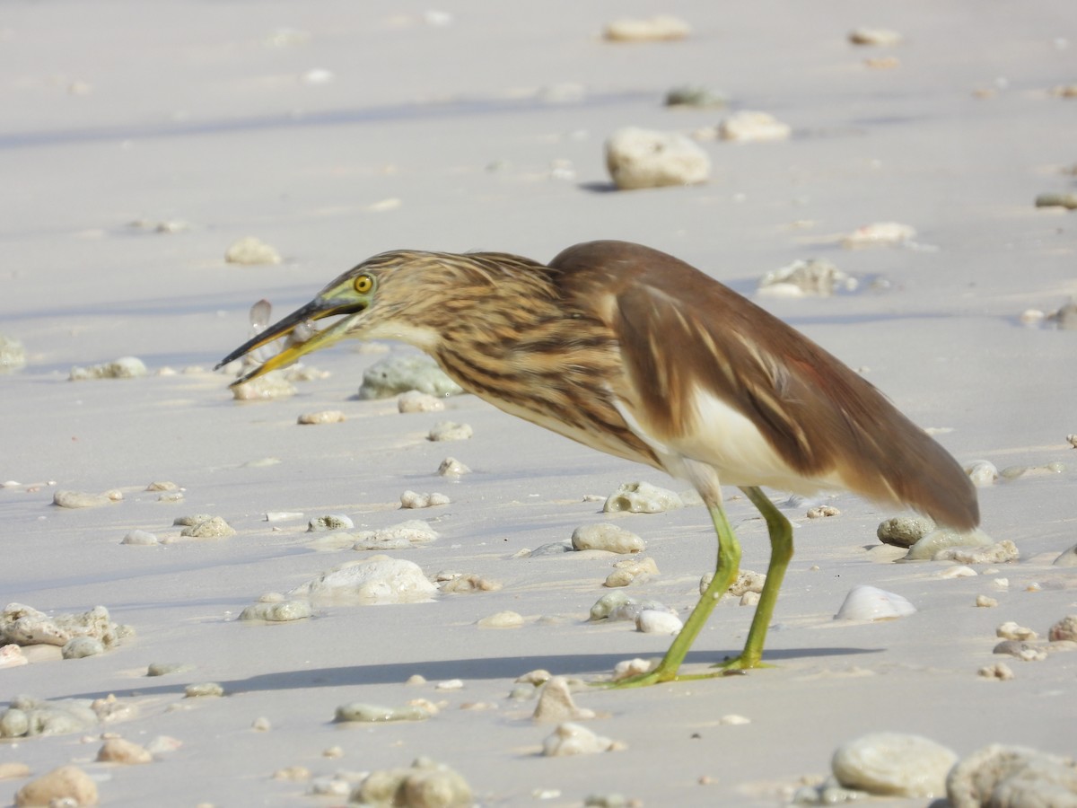 Hint Alaca Balıkçılı - ML645383631