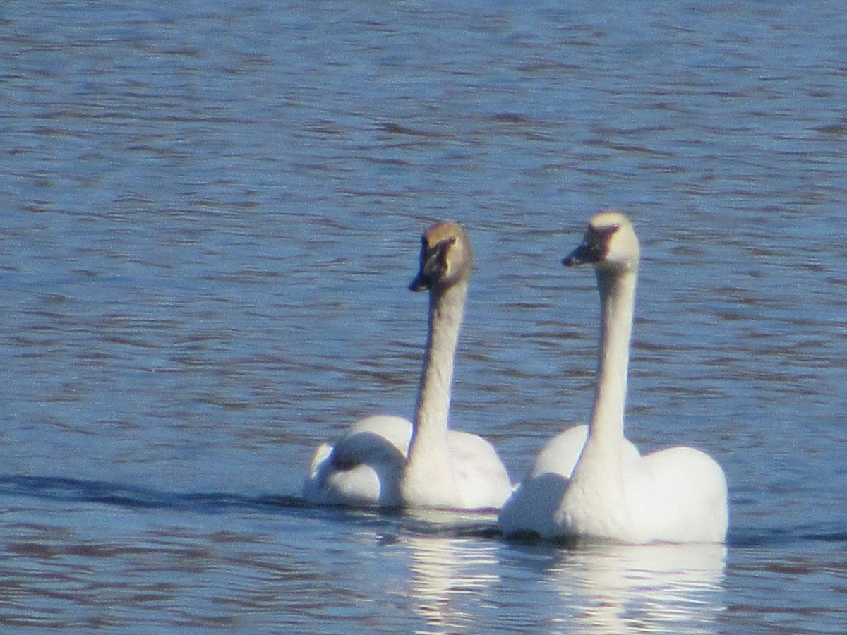 Trumpeter Swan - ML645383633