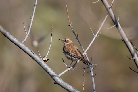 Dusky x Naumann's Thrush (hybrid) - Turdus eunomus x naumanni