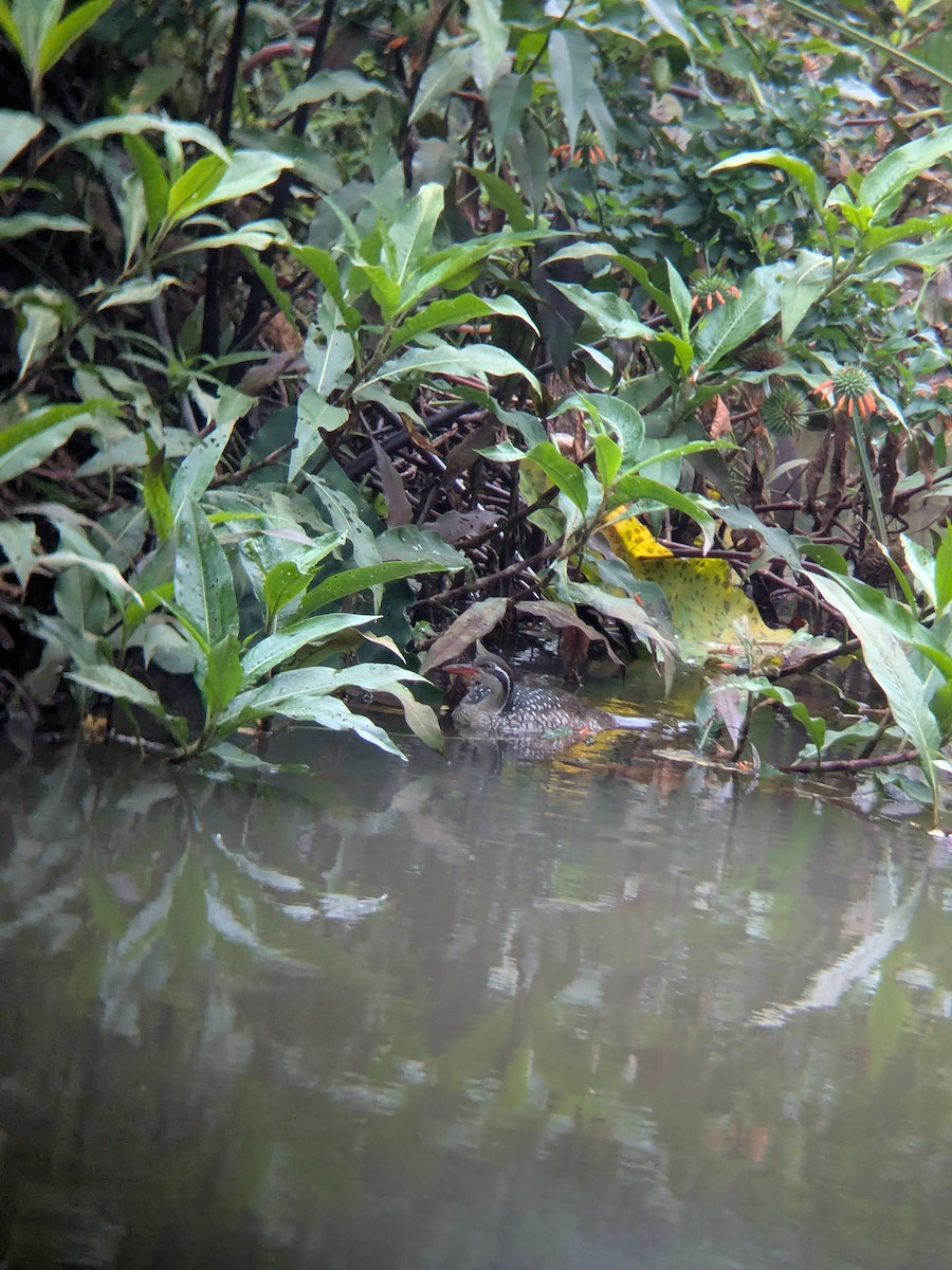 African Finfoot - ML645383649