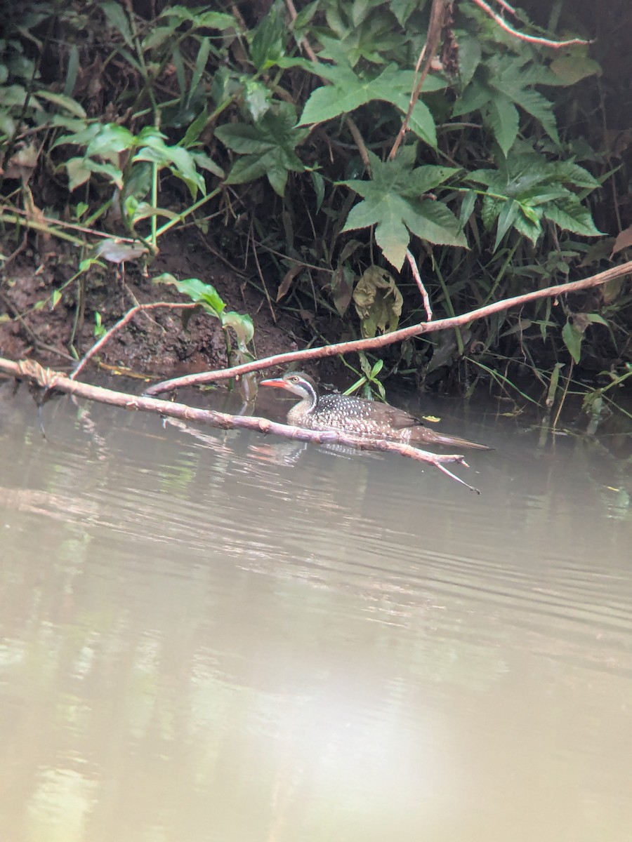 African Finfoot - ML645383650