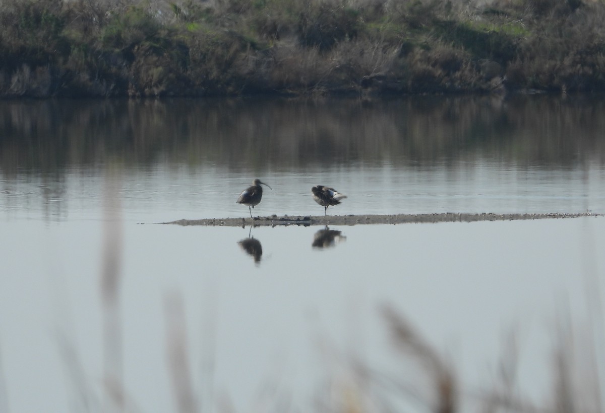 Eurasian Curlew - ML645383668