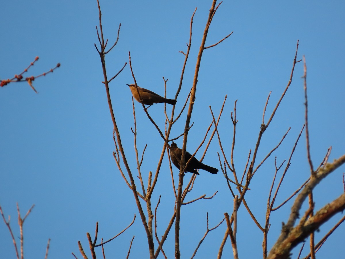 Rusty Blackbird - ML645383675