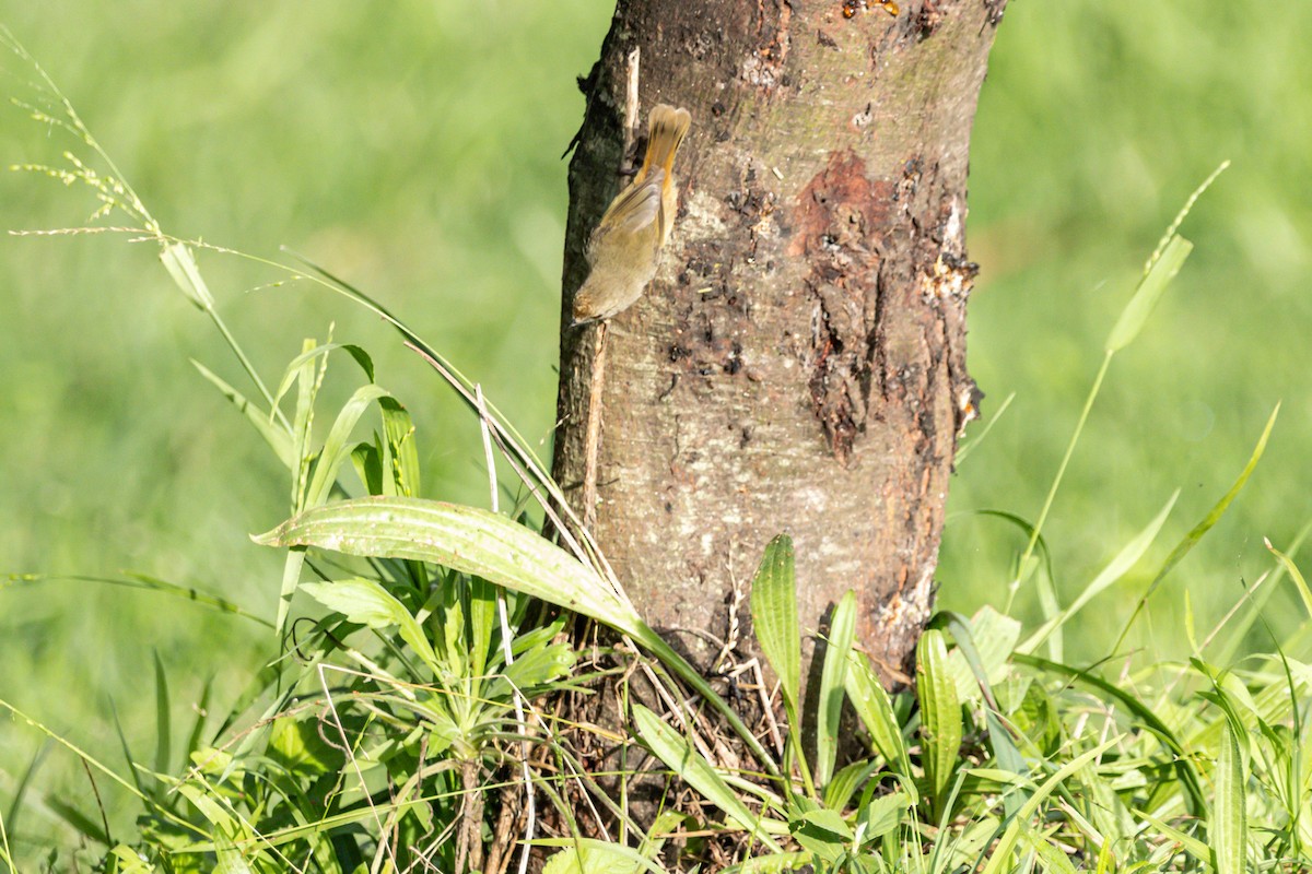 Brown Thornbill - ML645383676