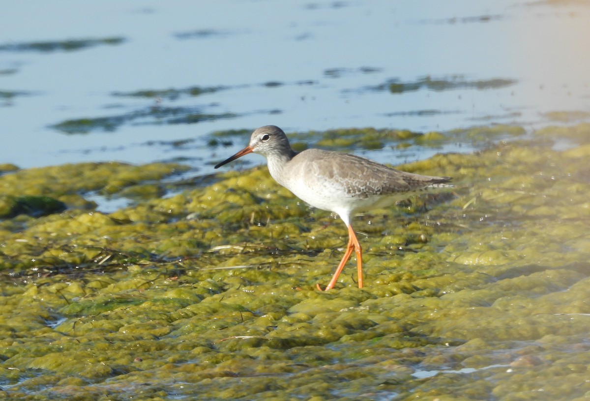 Common Redshank - ML645383677