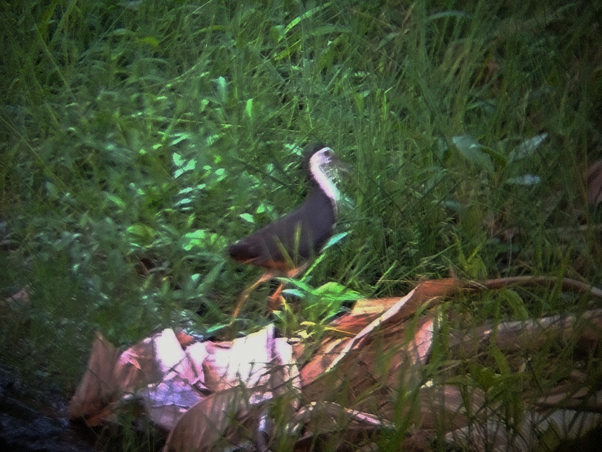 White-breasted Waterhen - ML645383679