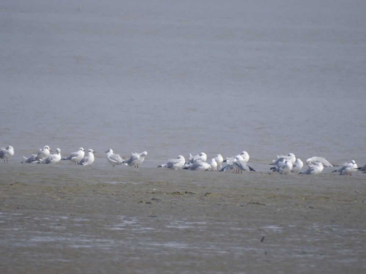 Brown-headed Gull - ML645383682