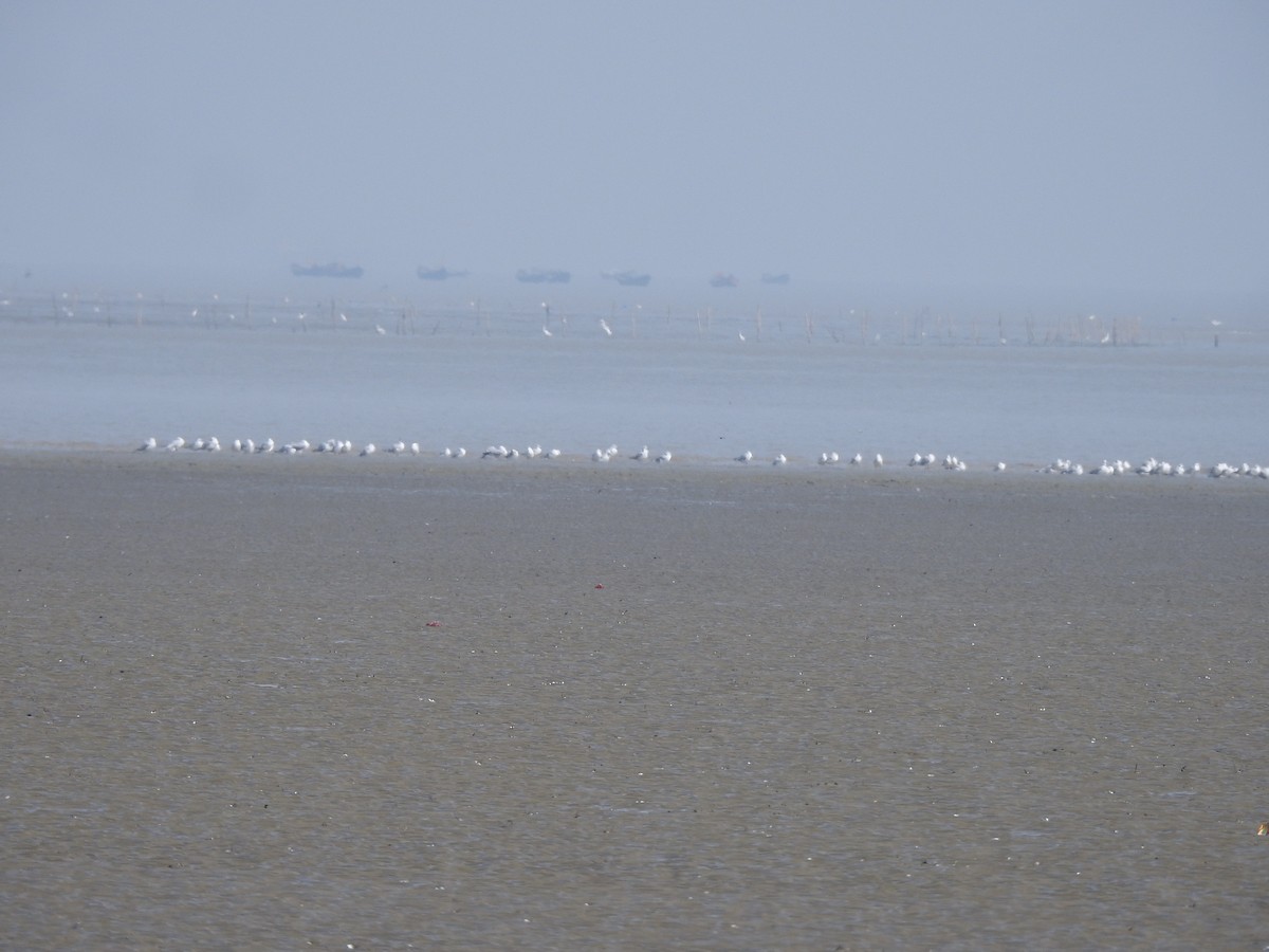 Brown-headed Gull - ML645383683