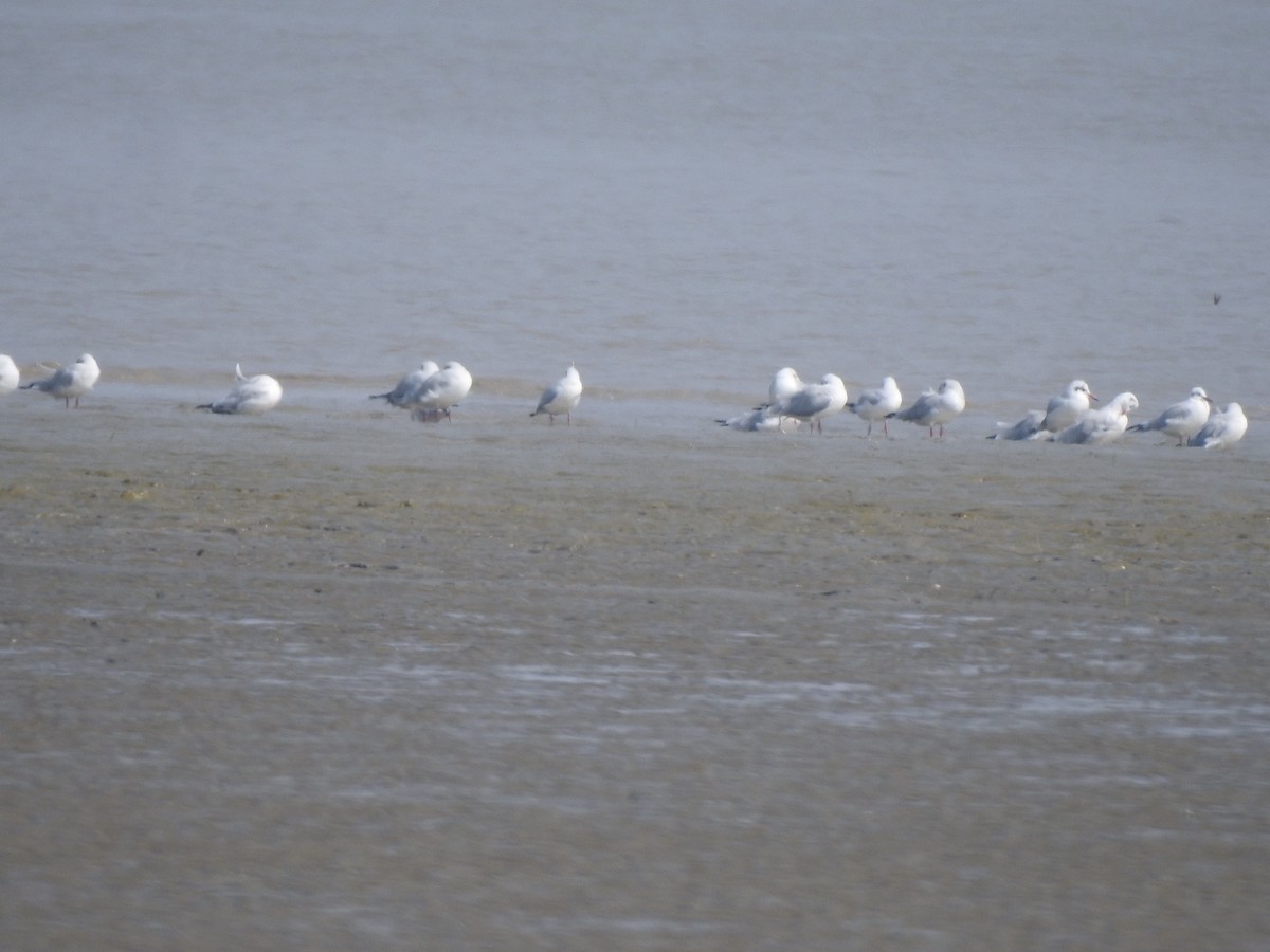 Brown-headed Gull - ML645383684