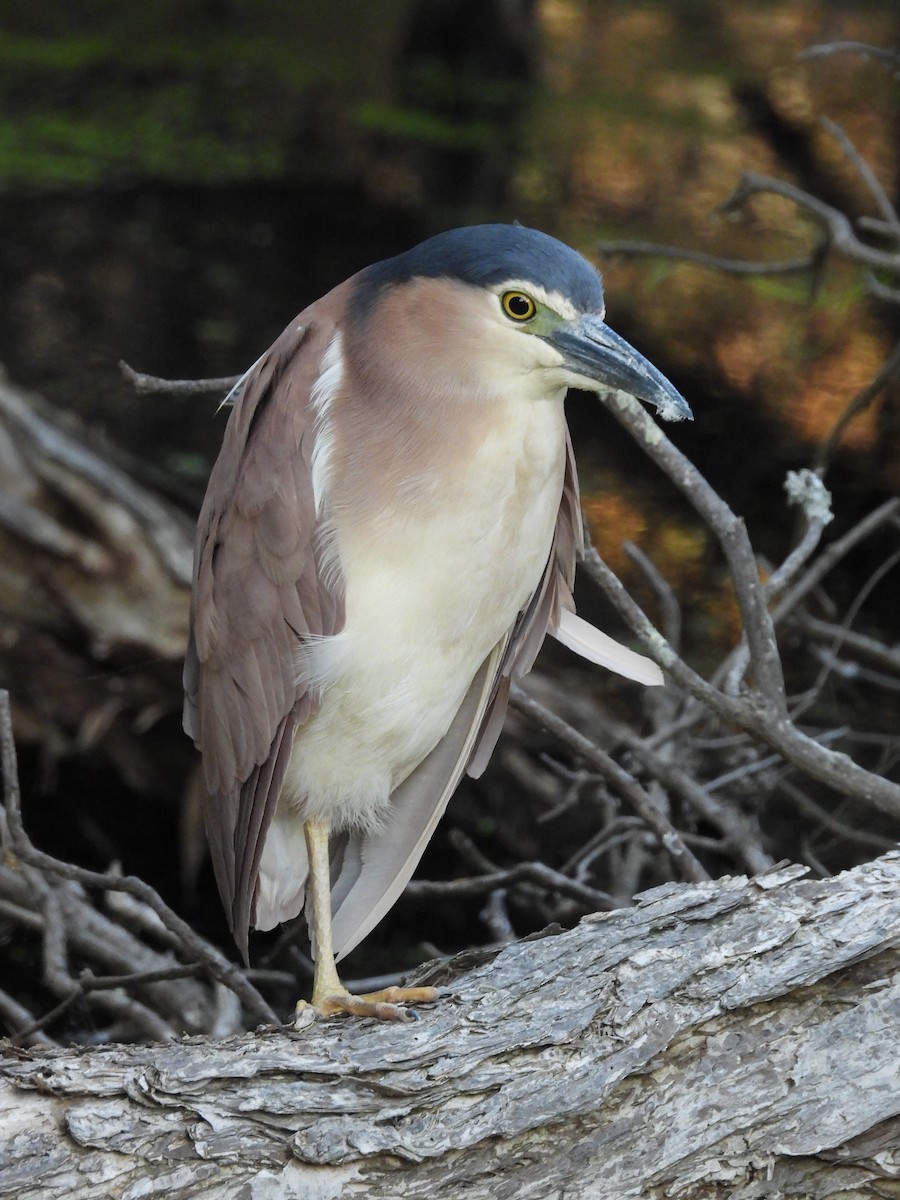 Nankeen Night Heron - ML645383685