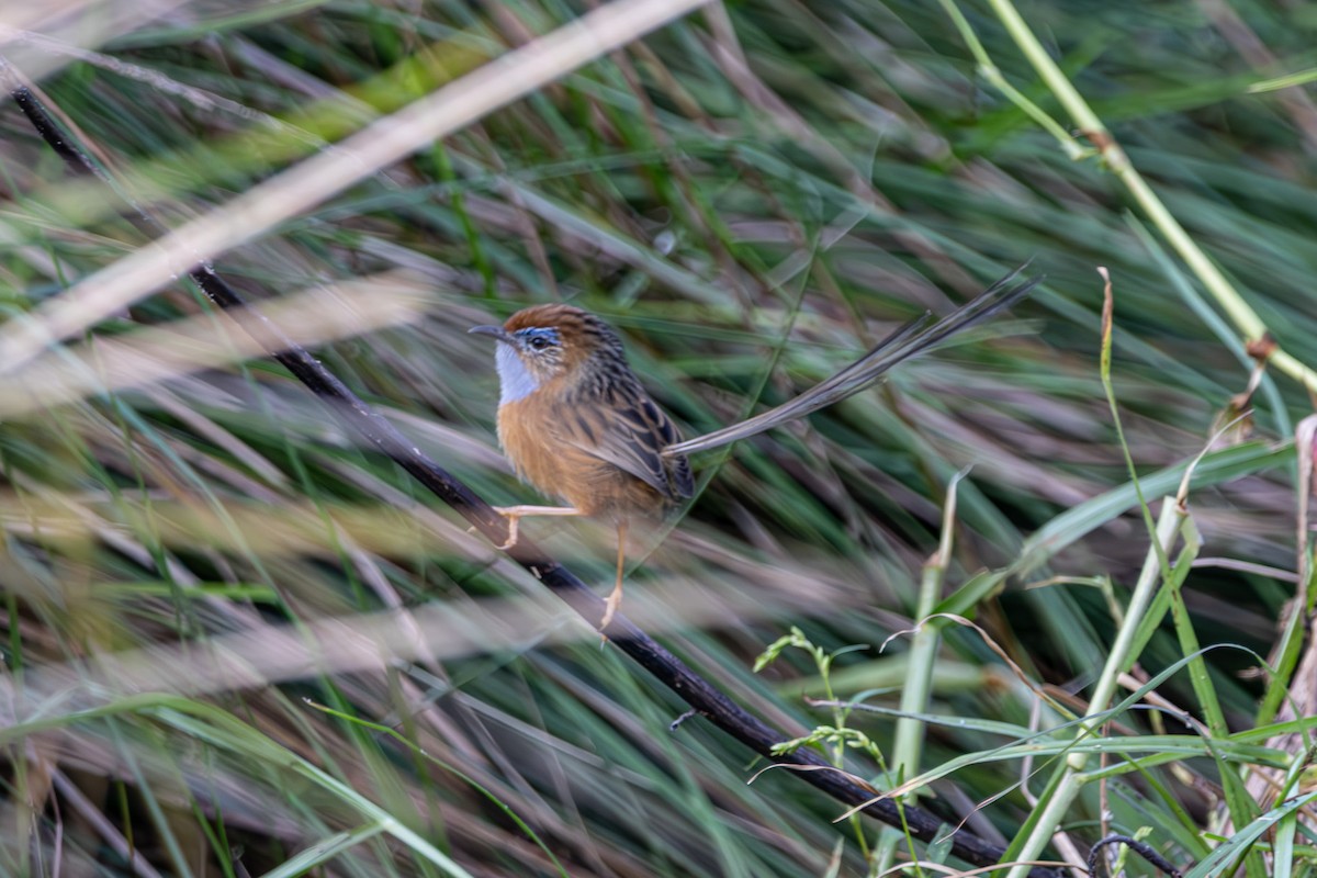 Southern Emuwren - ML645383686