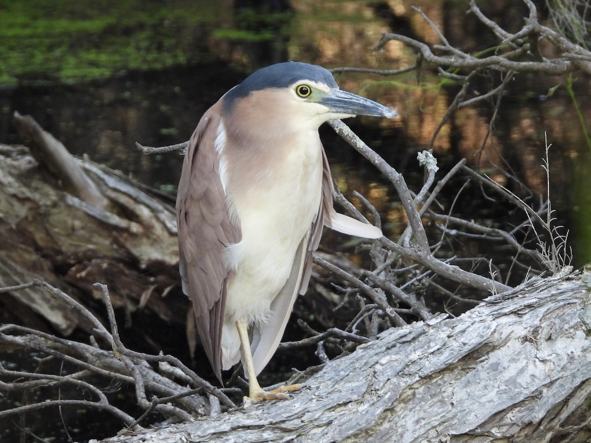 Nankeen Night Heron - ML645383687
