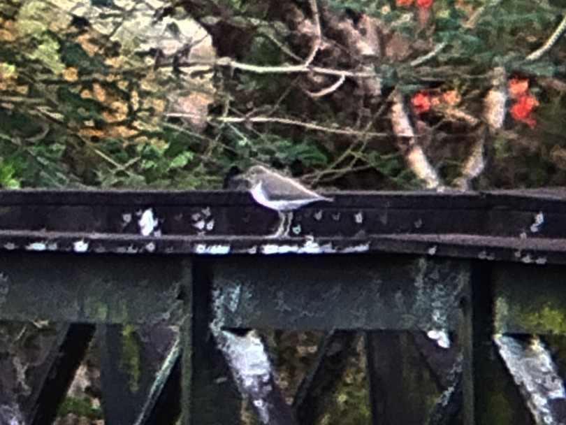 Common Sandpiper - ML645383688