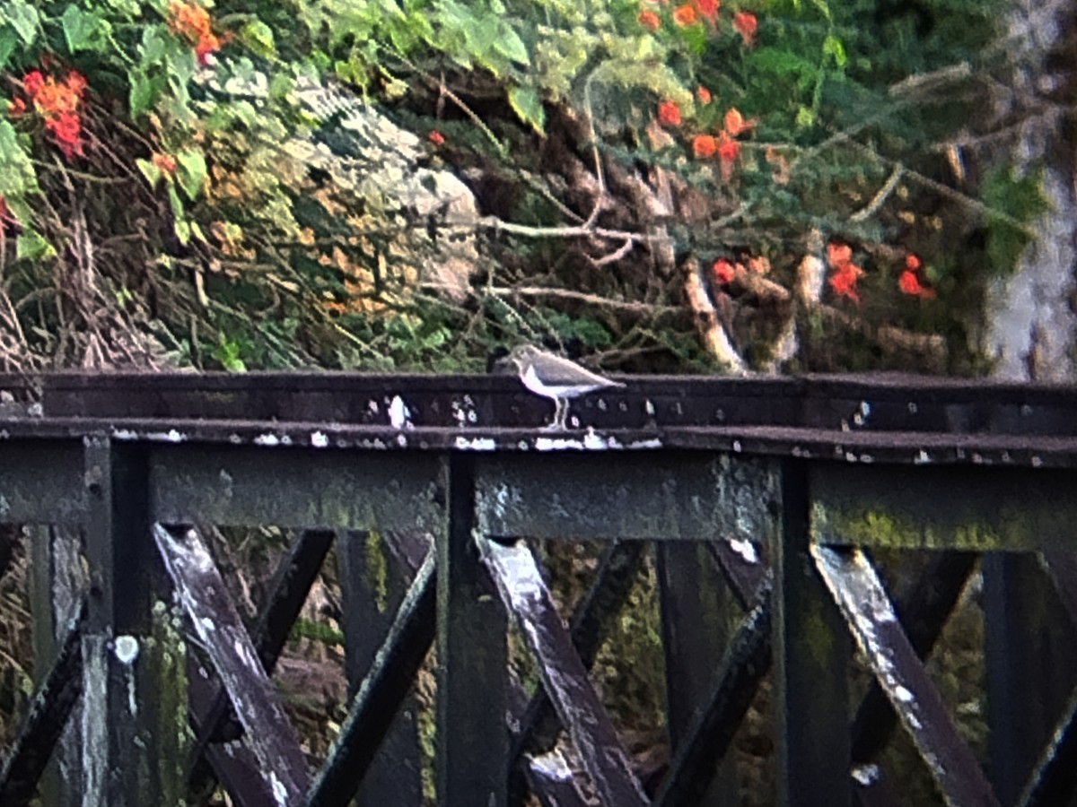 Common Sandpiper - ML645383689