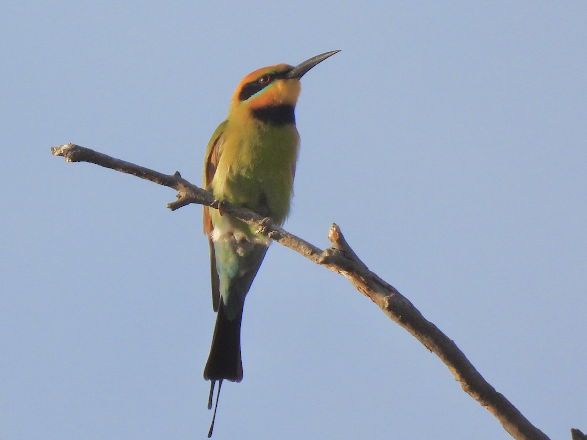 Rainbow Bee-eater - ML645383690