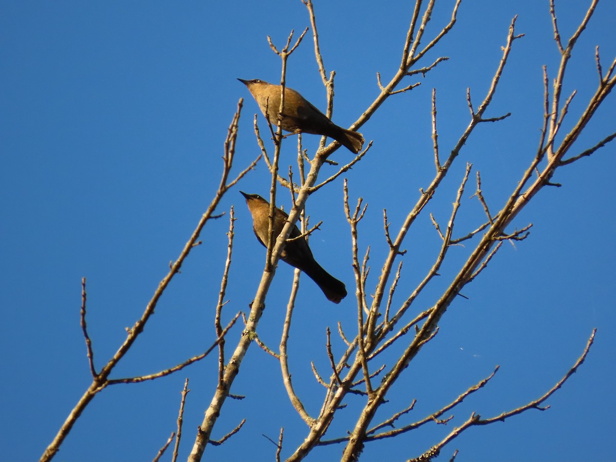 Rusty Blackbird - ML645383692