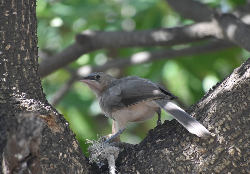 Large Gray Babbler - ML645383694