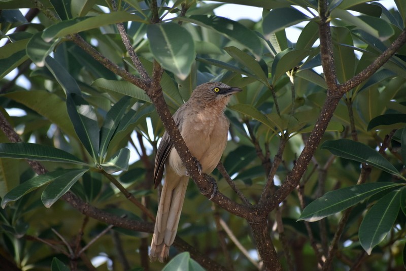 Large Gray Babbler - ML645383695