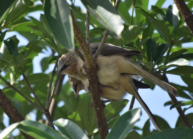 Large Gray Babbler - ML645383696