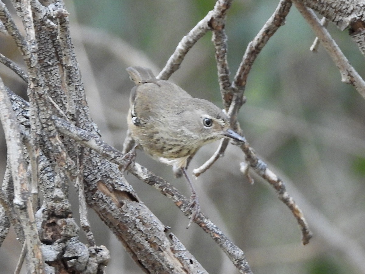 Spotted Scrubwren - ML645383697